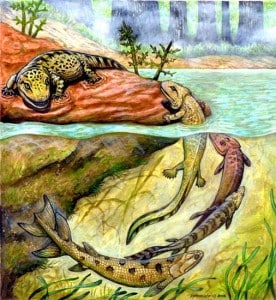 A transição entre peixes e seres terrestres com quatro membros, que são chamados como Tetrápodes. Autor desconhecido.