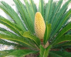 Cycas revoluta, cicadófita similar à Cycas micronesica, planta consumida pelo povo Chamorro.