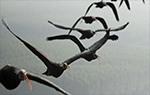 Drones autônomos se agrupando como pássaros