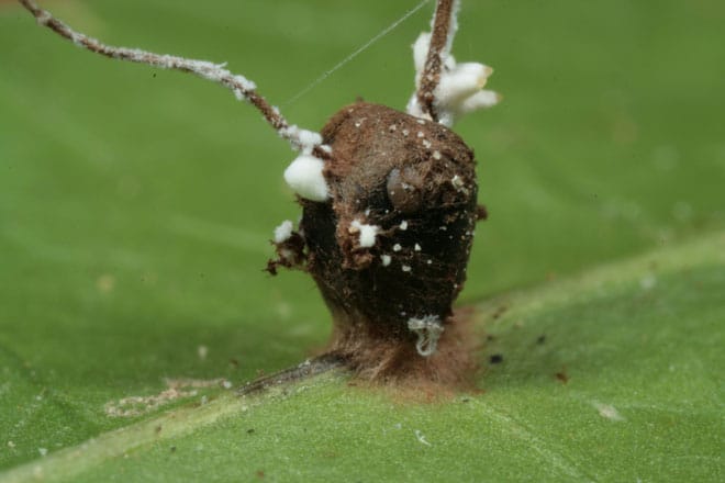 A cabeça de uma formiga Camponotus leonardi, já tomada e morta pelo fungo Ophiocordyceps unilateralis. Créditos: David Hughes.