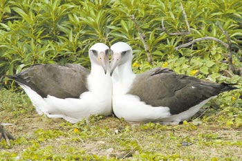 Fêmeas de Albatroz de Laysan