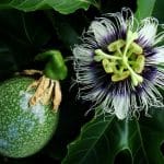 Passiflora