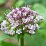 valeriana