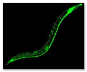 Caenorhabditis elegans com proteína verde fluorescente(GFP)