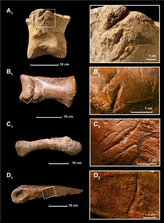 Fig. A.2; Tyrannosaurus rex ossos de dente tendo marcas feitas por Tyrannosaurus rex. A1, A2: pedal falange em vista dorsal. B1, B2: falange Pedal, vista dorsal. C1, C2, úmero tendo em vista caudal. D1, D2 metatarso III do T. rex, vista medial.