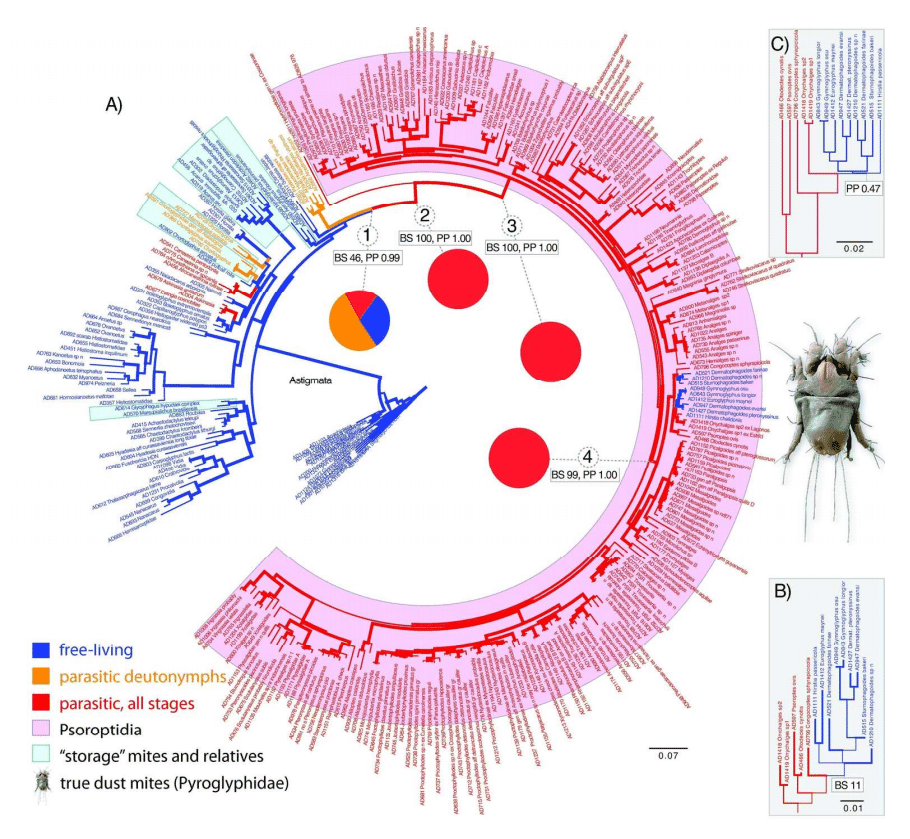 a filogenia dos ácaros mostrando os ácaros da poeira de vida livre evoluindo dos parasitas Psoroptidia