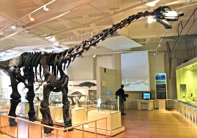 Cetiosaurus, em Leicester's New Walk Museum (Photo: Tim Jones)
