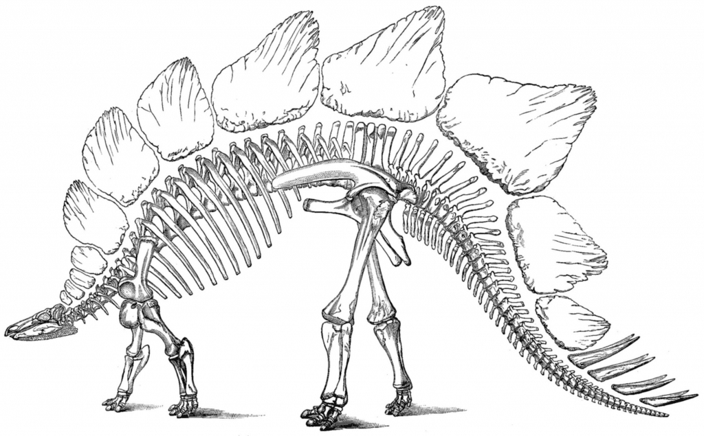 Uma das descobertas mais famosa da paleontologia: o Stegosaurus, descoberto por Othniel Marsh. Créditos pela imagem: US Geological Survey