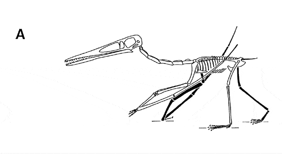 Locomoção em modo quadrúpede de um pterossauro, de acordo com Chris Bennett.
