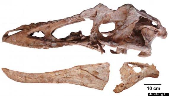 Crânio fóssil do 'Pinocchio rex' descoberto no sul da China.