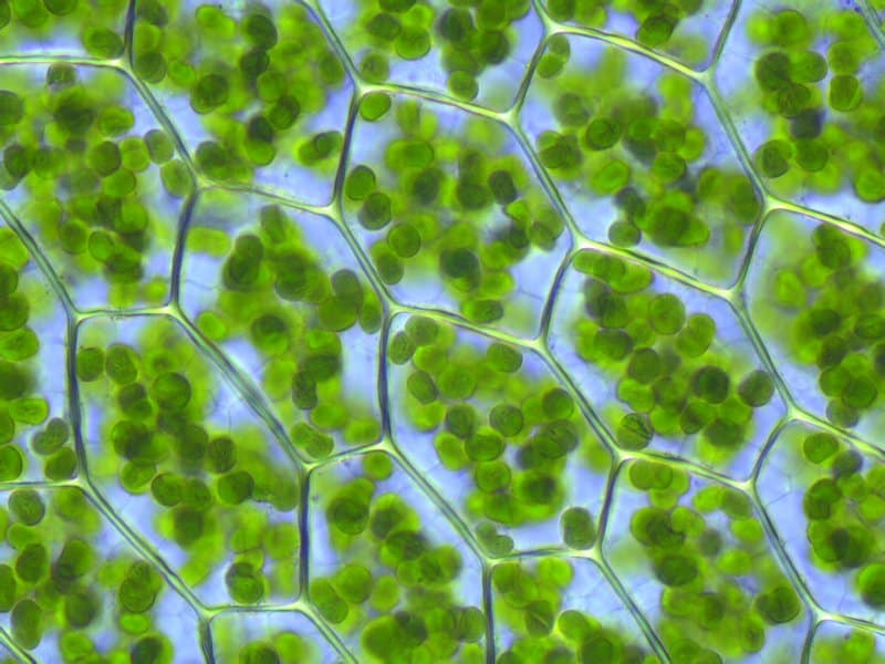Células do musgo Plaguimnium, com cloroplastos visíveis, organelas responsáveis pela fotossíntese. Imagem por: Kristian Peters
