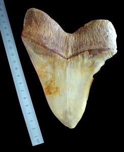 Dente de um C. Megalodon.