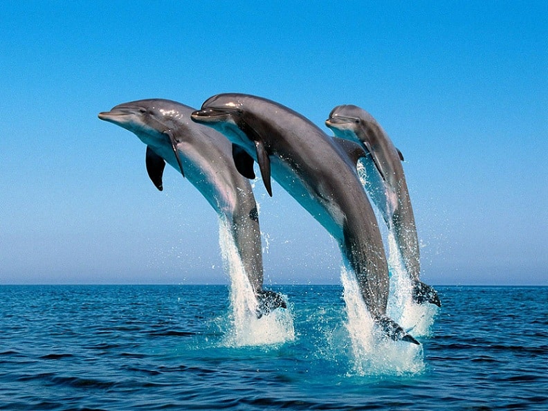golfinhos-foto-de-portal-mundo-dos-animais